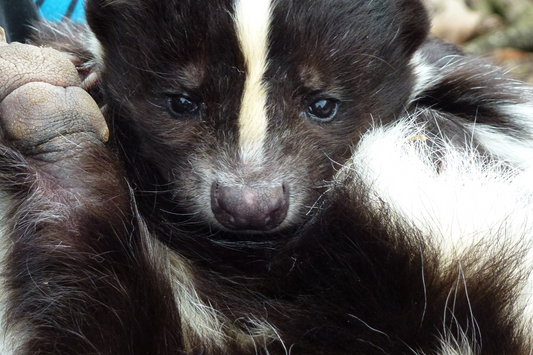 skunk et cannabis