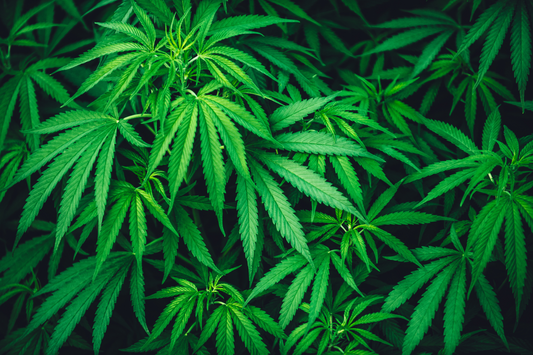 indica sativa hybride