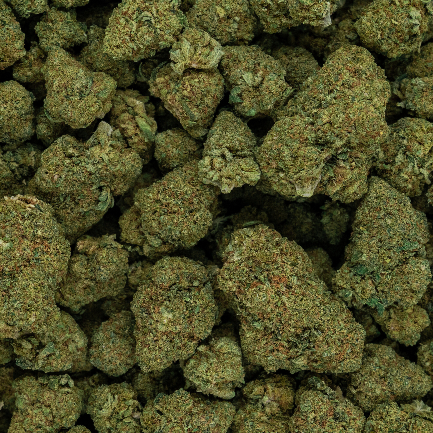 GELATO - CALI HYDROPONIQUE
