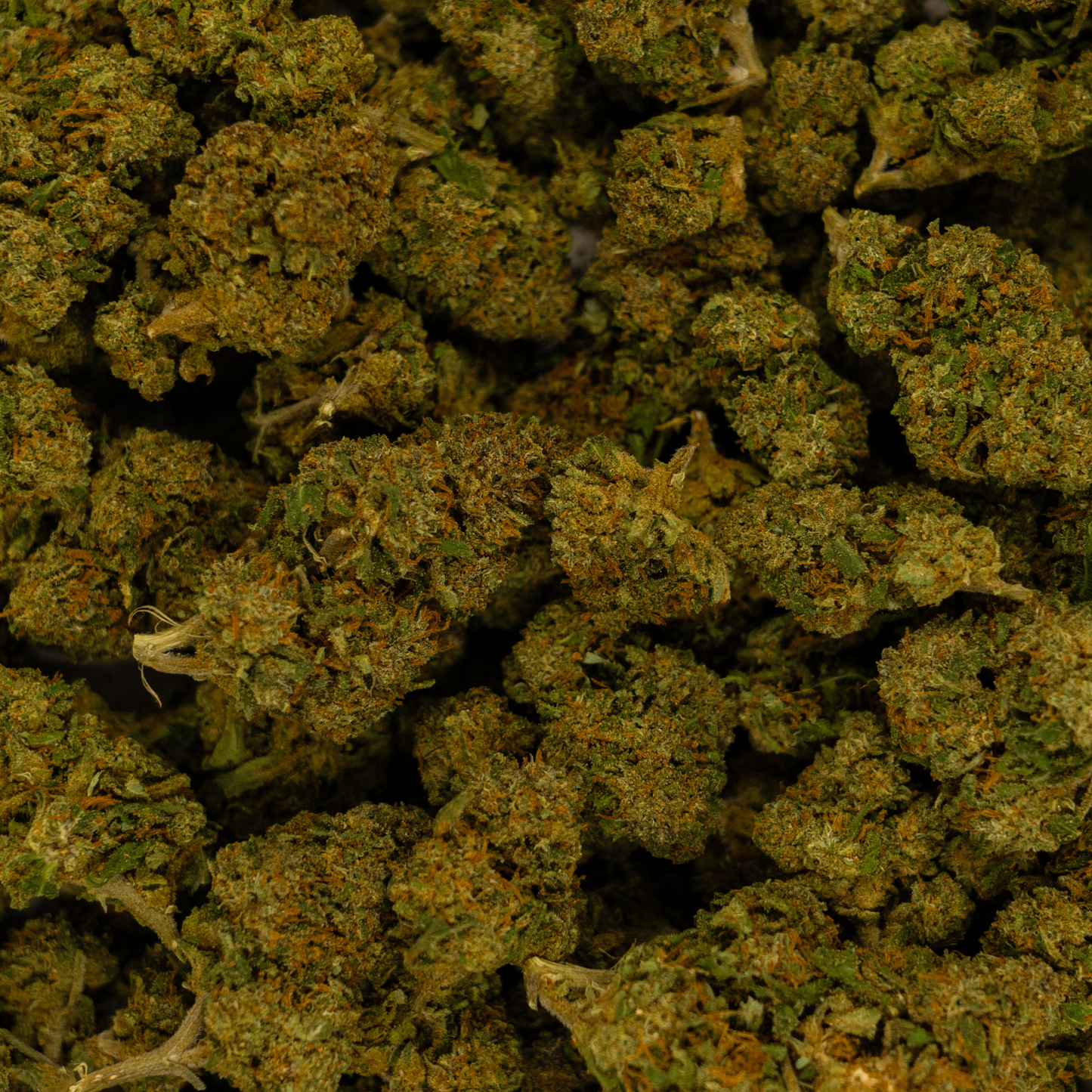 PINK PANTHER - GLASSHOUSE - MEDIUM BUD