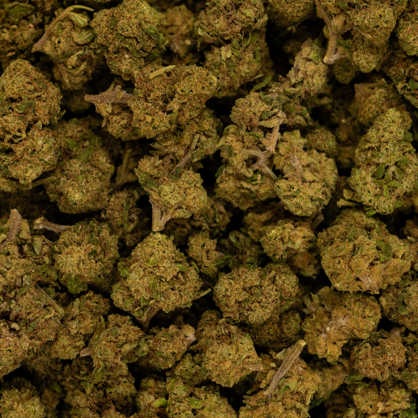LEMON HAZE 2.0 - GLASSHOUSE - MEDIUM BUD