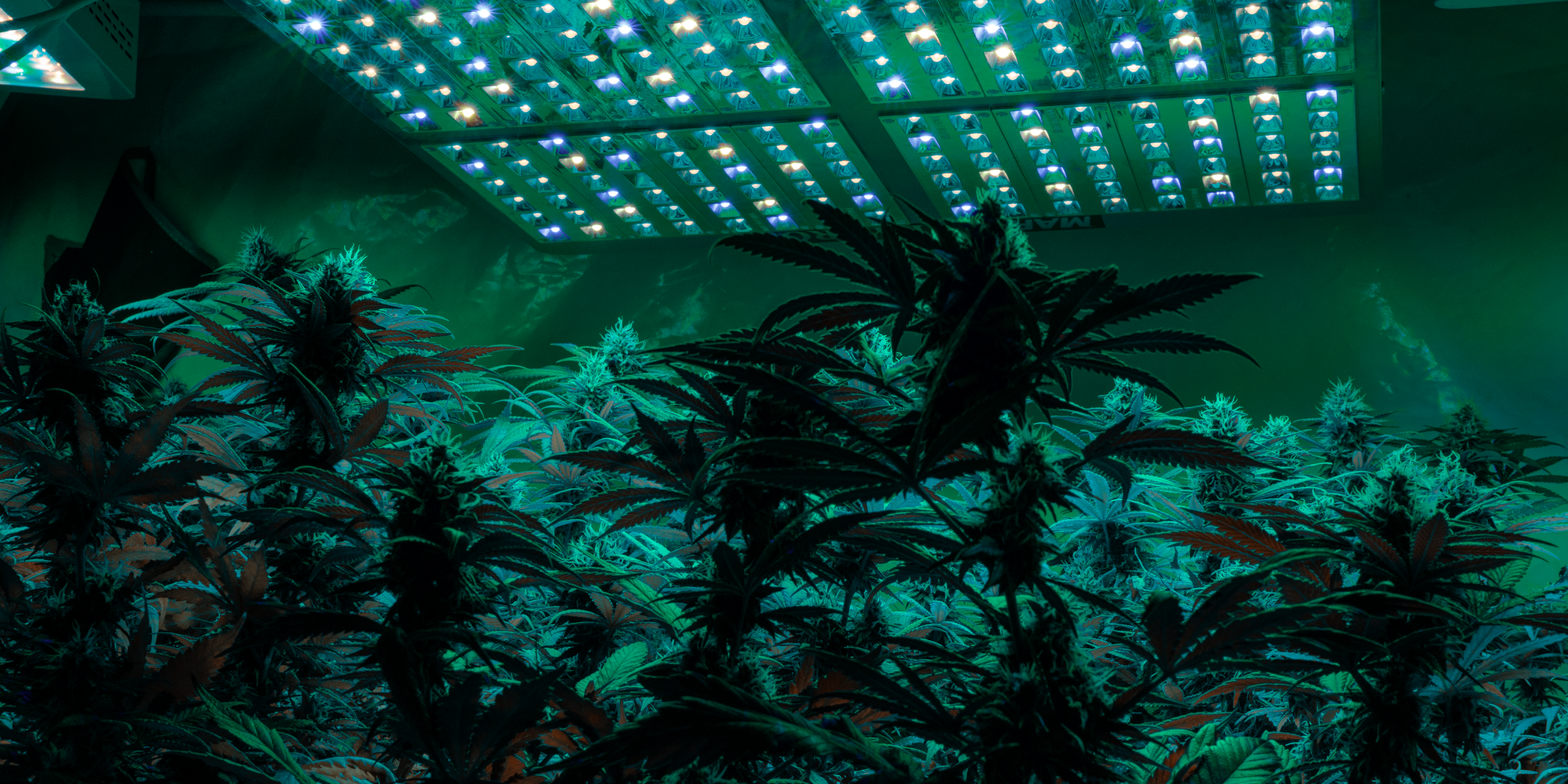 grossiste cbd cannabinoïde pour les pros wholesale