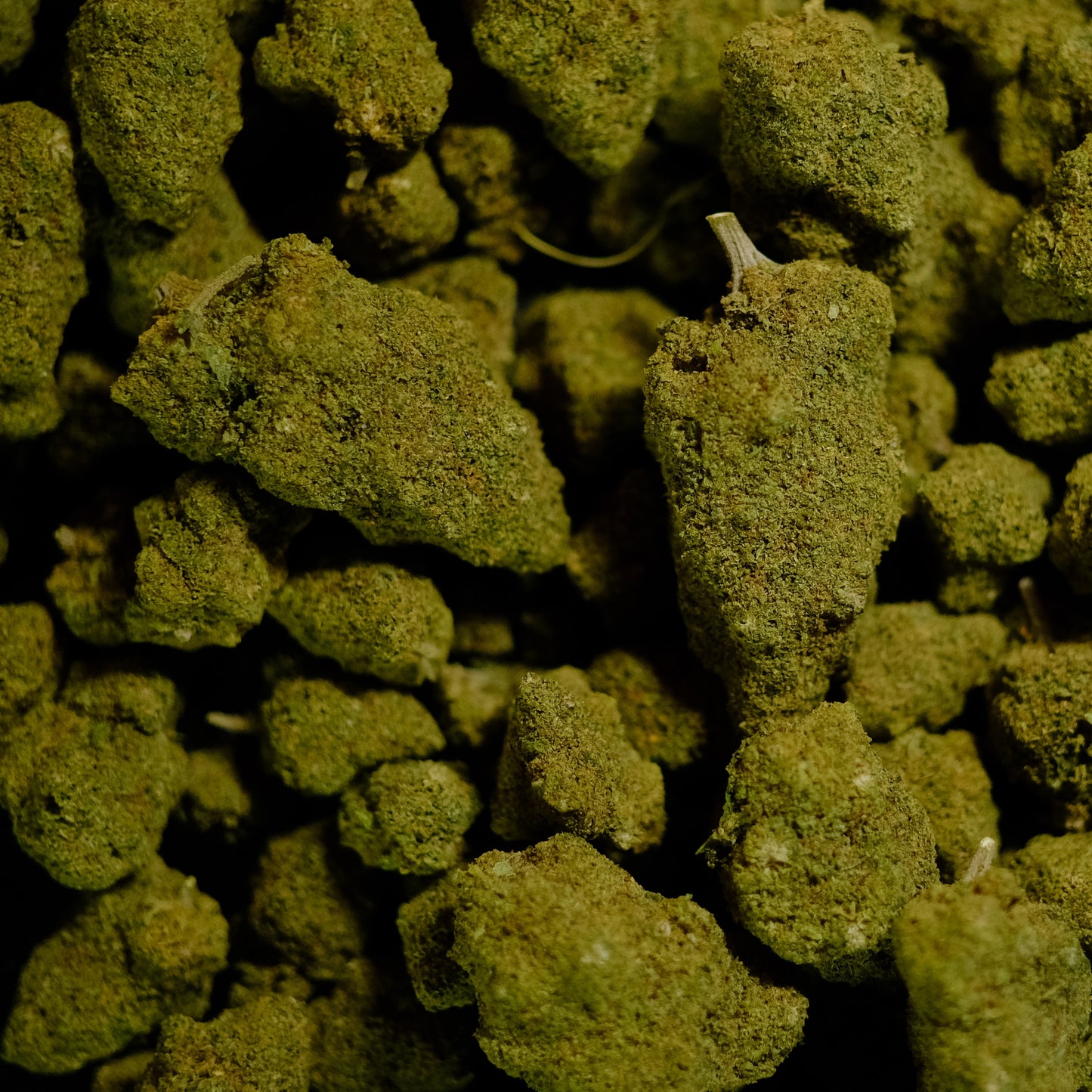 ZKITTLEZ - CALI HYDROPONIQUE - BIG BUD