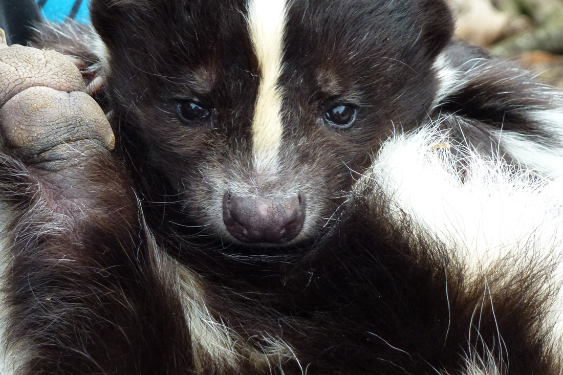 skunk et cannabis