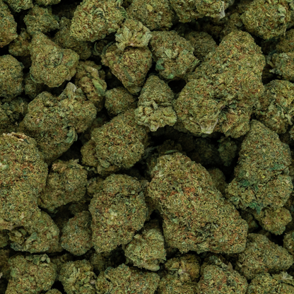 GELATO - CALI HYDROPONIQUE