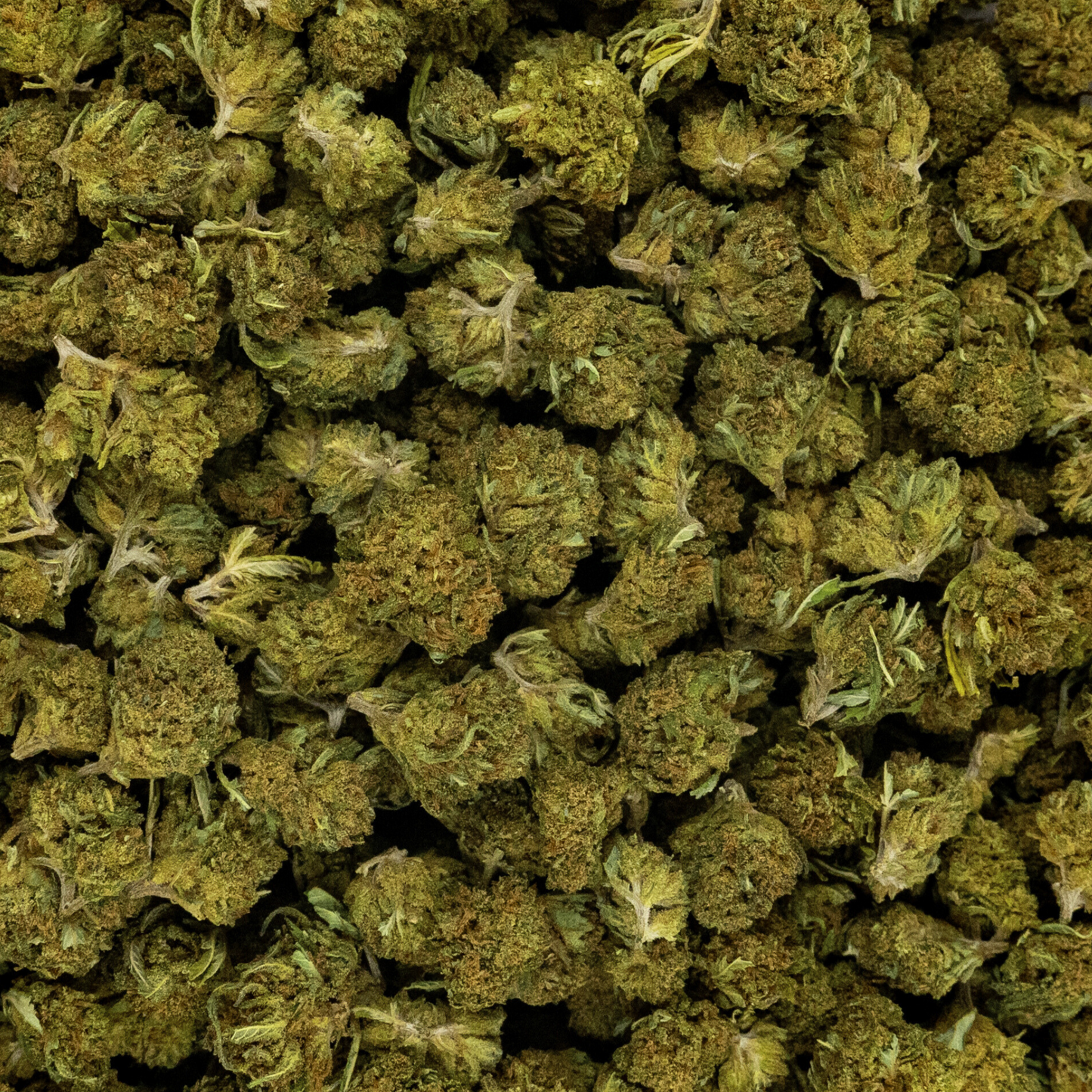 HARLEQUIN - GREENHOUSE - SMALL BUD