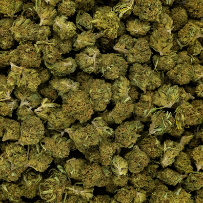 HARLEQUIN - GREENHOUSE - SMALL BUD